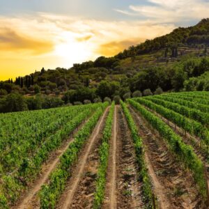 Da Londra ai vigneti di Brunello, la famiglia Lee (di origine coreana) compra Cerbaia a Montalcino