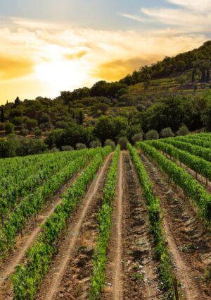 Da Londra ai vigneti di Brunello, la famiglia Lee (di origine coreana) compra Cerbaia a Montalcino