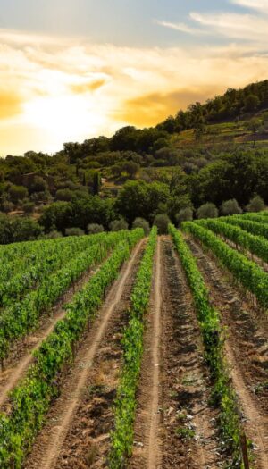 Da Londra ai vigneti di Brunello, la famiglia Lee (di origine coreana) compra Cerbaia a Montalcino