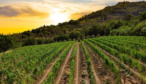 Da Londra ai vigneti di Brunello, la famiglia Lee (di origine coreana) compra Cerbaia a Montalcino