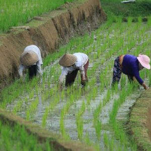 Indice Fao dei prezzi alimentari mondiali: il 2025 chiude in calo, ma resta pi&ugrave; caro del 2024