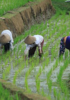 Indice Fao dei prezzi alimentari mondiali: il 2025 chiude in calo, ma resta pi&ugrave; caro del 2024