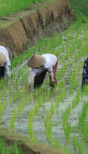 Indice Fao dei prezzi alimentari mondiali: il 2025 chiude in calo, ma resta pi&ugrave; caro del 2024