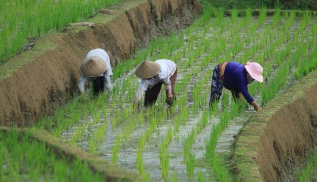 Indice Fao dei prezzi alimentari mondiali: il 2025 chiude in calo, ma resta pi&ugrave; caro del 2024
