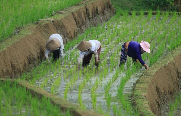 FAO, INDICE FAO, MATERIE PRIME, PREZZI ALIMENTARI, Non Solo Vino