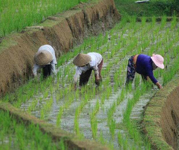 Indice Fao dei prezzi alimentari mondiali: il 2025 chiude in calo, ma resta pi&ugrave; caro del 2024