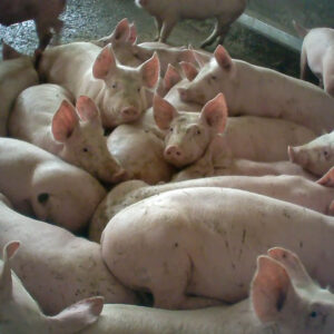 Essere Animali: &ldquo;arriva una sentenza storica sul maltrattamento animali in un allevamento italiano&rdquo;