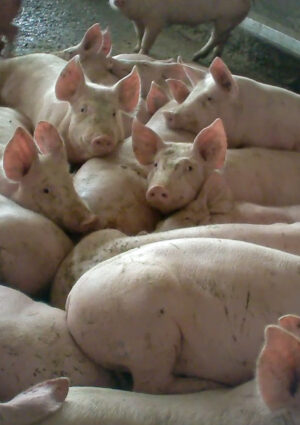 Essere Animali: &ldquo;arriva una sentenza storica sul maltrattamento animali in un allevamento italiano&rdquo;