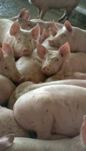 Essere Animali: &ldquo;arriva una sentenza storica sul maltrattamento animali in un allevamento italiano&rdquo;