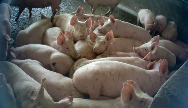 Essere Animali: &ldquo;arriva una sentenza storica sul maltrattamento animali in un allevamento italiano&rdquo;