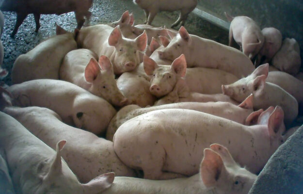 ALLEVAMENTI, Allevamento intensivo, ANIMALI, ESSERE ANIMALI, Non Solo Vino