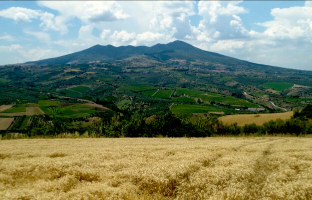 Storia millenaria e sguardo al futuro; il pilastro Aglianico, e non solo: la Basilicata del vino