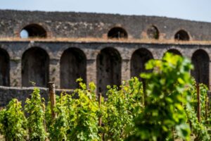 Pompei torna a produrre vino, per raccontare al mondo la sua importanza nella nostra civilt&agrave;