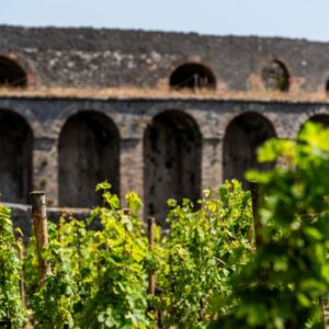 Pompei torna a produrre vino, per raccontare al mondo la sua importanza nella nostra civilt&agrave;