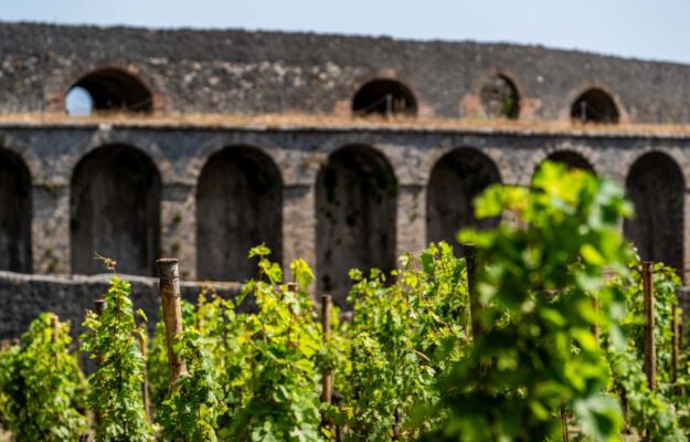 Pompeii comes back to produce wine to explain to the world the importance of our civilization