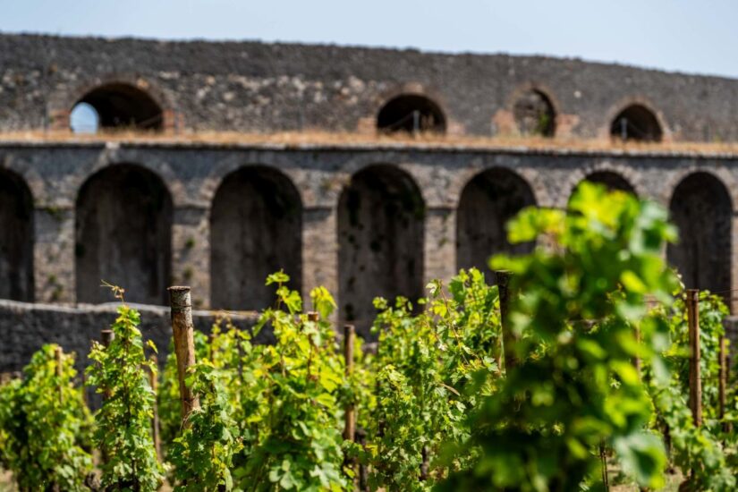 La vigna rinasce a Pompei grazie al Parco Archeologico e Feudi di San Gregorio