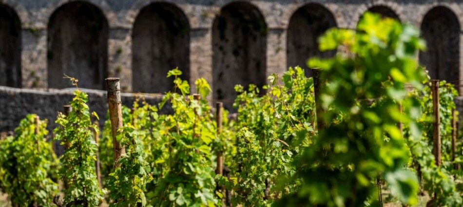 Pompei torna a produrre vino, per raccontare al mondo la sua importanza nella nostra civilt&agrave;