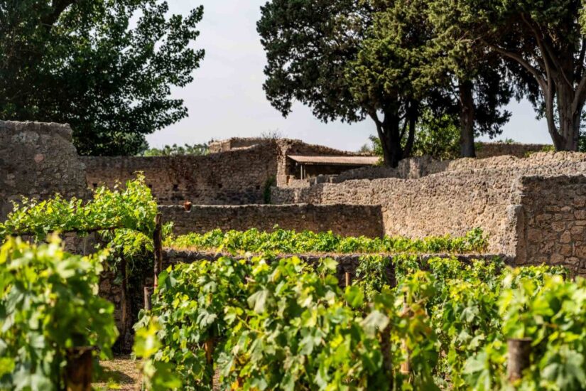 La vigna rinasce a Pompei grazie al Parco Archeologico e Feudi di San Gregorio