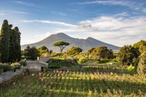 La vigna rinasce a Pompei: il Parco Archeologico e Feudi di San Gregorio presentano il progetto