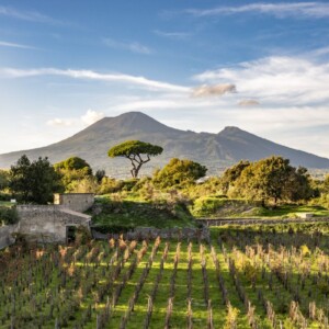 La vigna rinasce a Pompei: il Parco Archeologico e Feudi di San Gregorio presentano il progetto