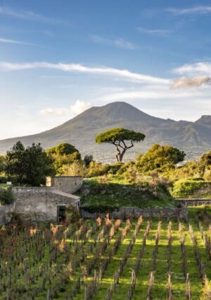 La vigna rinasce a Pompei: il Parco Archeologico e Feudi di San Gregorio presentano il progetto