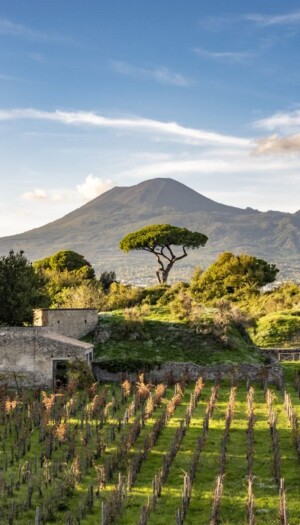 La vigna rinasce a Pompei: il Parco Archeologico e Feudi di San Gregorio presentano il progetto