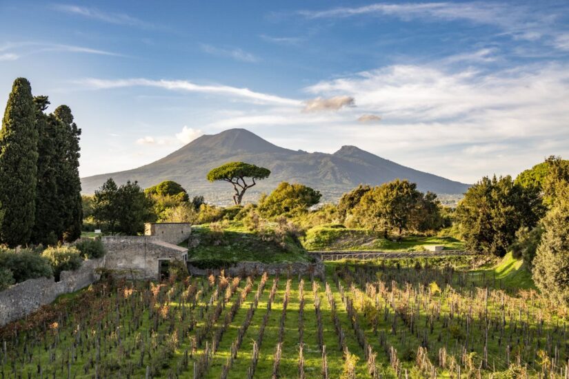La vigna rinasce a Pompei grazie al Parco Archeologico e Feudi di San Gregorio