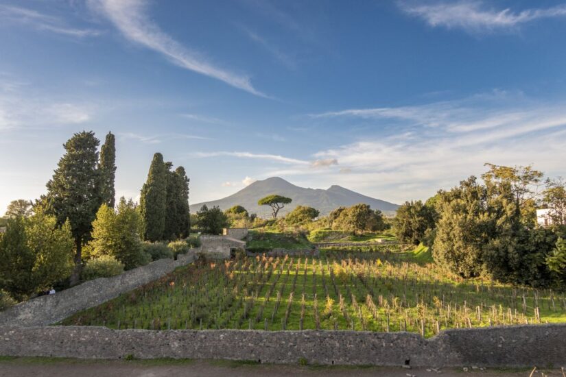 La vigna rinasce a Pompei grazie al Parco Archeologico e Feudi di San Gregorio