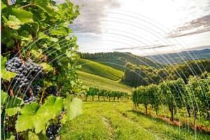 Agroalimentare italiano da record: a novembre 2025 export a 67 miliardi di euro (+5%)