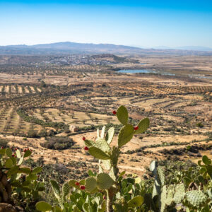 La Tunisia verso il sorpasso sull&rsquo;Italia come secondo produttore di olio al mondo, dopo la Spagna