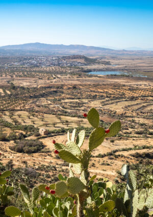 La Tunisia verso il sorpasso sull&rsquo;Italia come secondo produttore di olio al mondo, dopo la Spagna