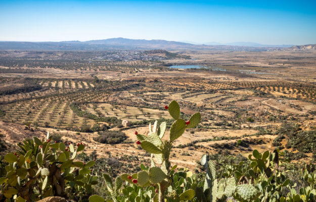 CAMBIAMENTO CLIMATICO, Coldiretti, DAZI, ITALIA, OLIO, OLIO DI OLIVA, SPAGNA, TUNISIA, UE, UNAPROL, Non Solo Vino