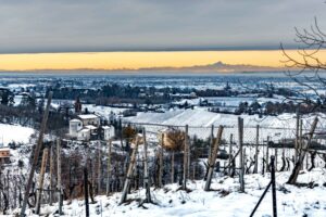 Il Pinot Nero vuol dire Oltrep&ograve; Pavese: &egrave; il vitigno leader con un quarto della superficie vitata