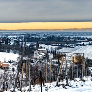 Il Pinot Nero vuol dire Oltrep&ograve; Pavese: &egrave; il vitigno leader con un quarto della superficie vitata