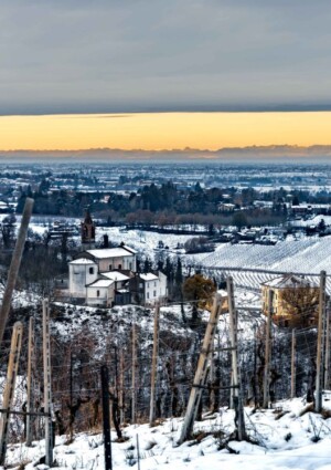 Il Pinot Nero vuol dire Oltrep&ograve; Pavese: &egrave; il vitigno leader con un quarto della superficie vitata