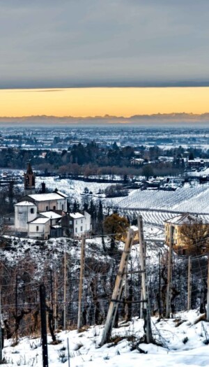 Il Pinot Nero vuol dire Oltrep&ograve; Pavese: &egrave; il vitigno leader con un quarto della superficie vitata