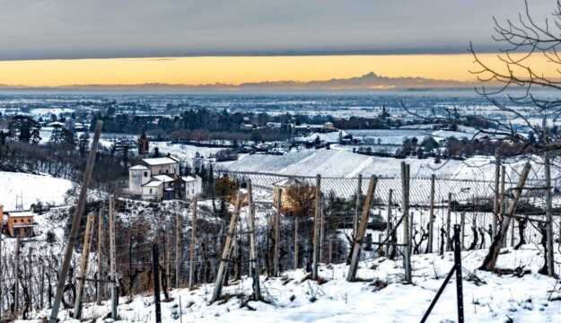 Il Pinot Nero vuol dire Oltrep&ograve; Pavese: &egrave; il vitigno leader con un quarto della superficie vitata