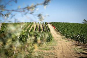 Terre d&rsquo;Oltrep&ograve;: vertice in Regione Lombardia, con al tavolo anche Collis Veneto Wine Group