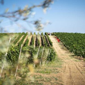 Terre d&rsquo;Oltrep&ograve;: vertice in Regione Lombardia, con al tavolo anche Collis Veneto Wine Group