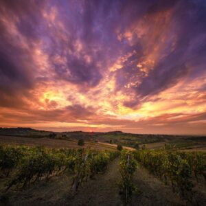 &ldquo;Pacchetto Vino&rdquo;, Coldiretti: &ldquo;garantire risorse adeguate per la sua applicazione&rdquo;