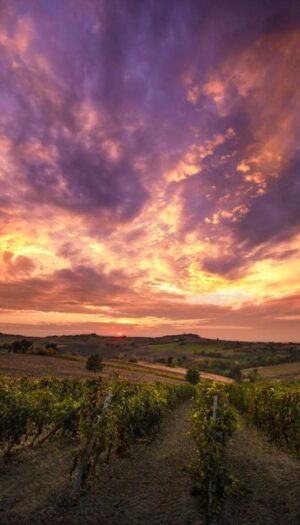 &ldquo;Pacchetto Vino&rdquo;, Coldiretti: &ldquo;garantire risorse adeguate per la sua applicazione&rdquo;