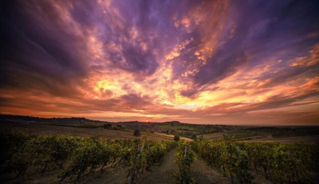 &ldquo;Pacchetto Vino&rdquo;, Coldiretti: &ldquo;garantire risorse adeguate per la sua applicazione&rdquo;