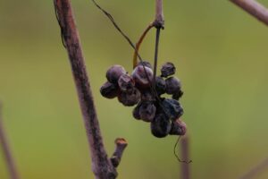 Il 2026 inizia con i vini naturali da &ldquo;ViniVeri Assisi&rdquo; al &ldquo;Convivium&rdquo; di Nicolas Joly a Roma