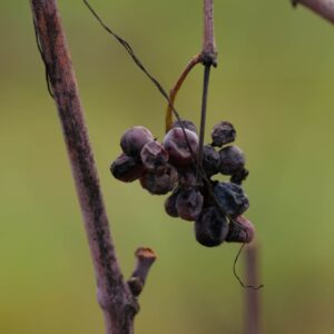 Il 2026 inizia con i vini naturali da &ldquo;ViniVeri Assisi&rdquo; al &ldquo;Convivium&rdquo; di Nicolas Joly a Roma