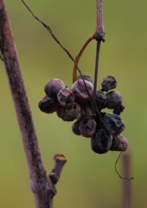 Il 2026 inizia con i vini naturali da &ldquo;ViniVeri Assisi&rdquo; al &ldquo;Convivium&rdquo; di Nicolas Joly a Roma