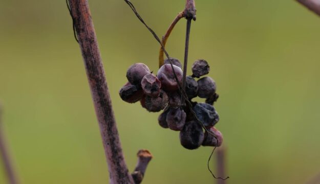 Il 2026 inizia con i vini naturali da &ldquo;ViniVeri Assisi&rdquo; al &ldquo;Convivium&rdquo; di Nicolas Joly a Roma