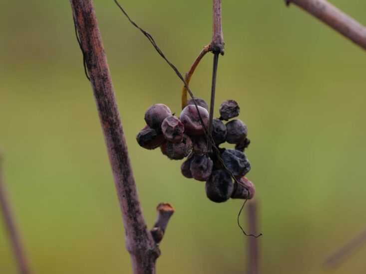 I vini biodinamici secondo Nicolas Joly, pioniere della biodinamica, si raccontano al “Convivium Renaissance” a Roma