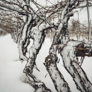 Le viti a piede franco possono aiutare ad affrontare il clima e i nuovi gusti dei consumatori
