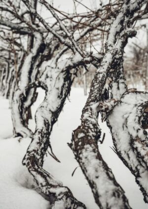 Le viti a piede franco possono aiutare ad affrontare il clima e i nuovi gusti dei consumatori