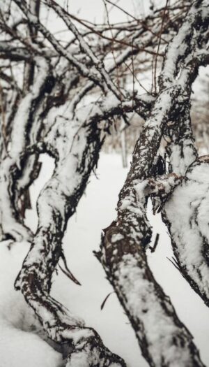 Le viti a piede franco possono aiutare ad affrontare il clima e i nuovi gusti dei consumatori